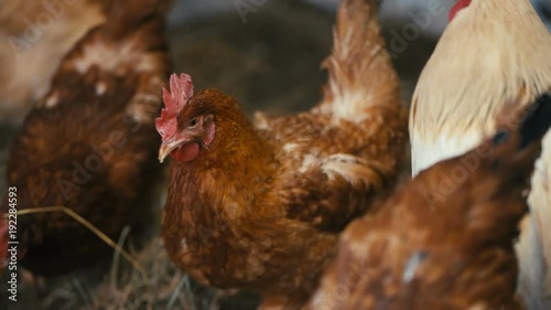 Wallpaper Mural Hens on a private farm Torontodigital.ca