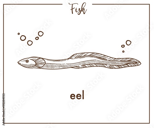 Canvas Print Eel sketch fish vector icon or conger