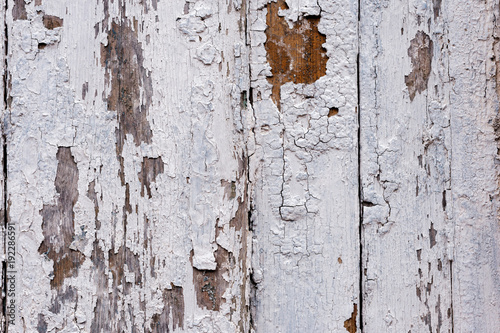 A large textured background the old brown board is covered with white paint. Exfoliating white paint in large pieces missing on the wooden coating. The concept of ruin and vintage antiquity