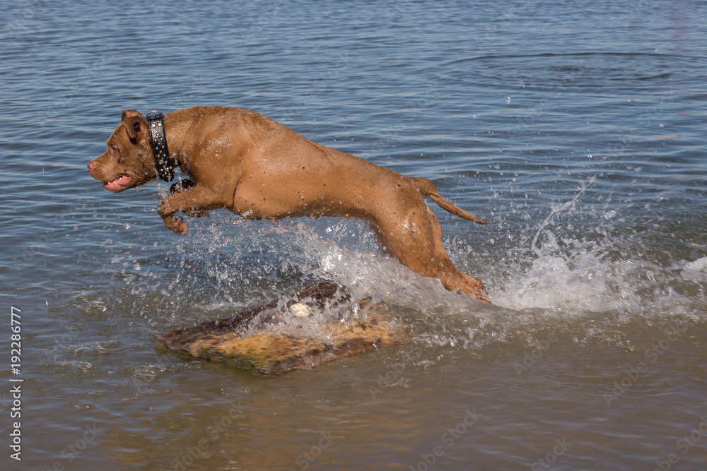 Pit bull jumping in the water. Black leather collar with spike studs Pit bull jumping in the water. Black leather collar with spike studs