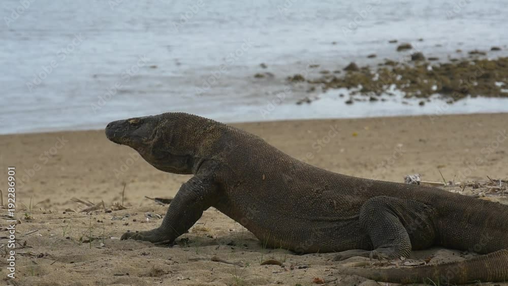 Komodo dragon stays perfectly still, ocean waves hitting shore in background Komodo dragon stays perfectly still, ocean waves hitting shore in background