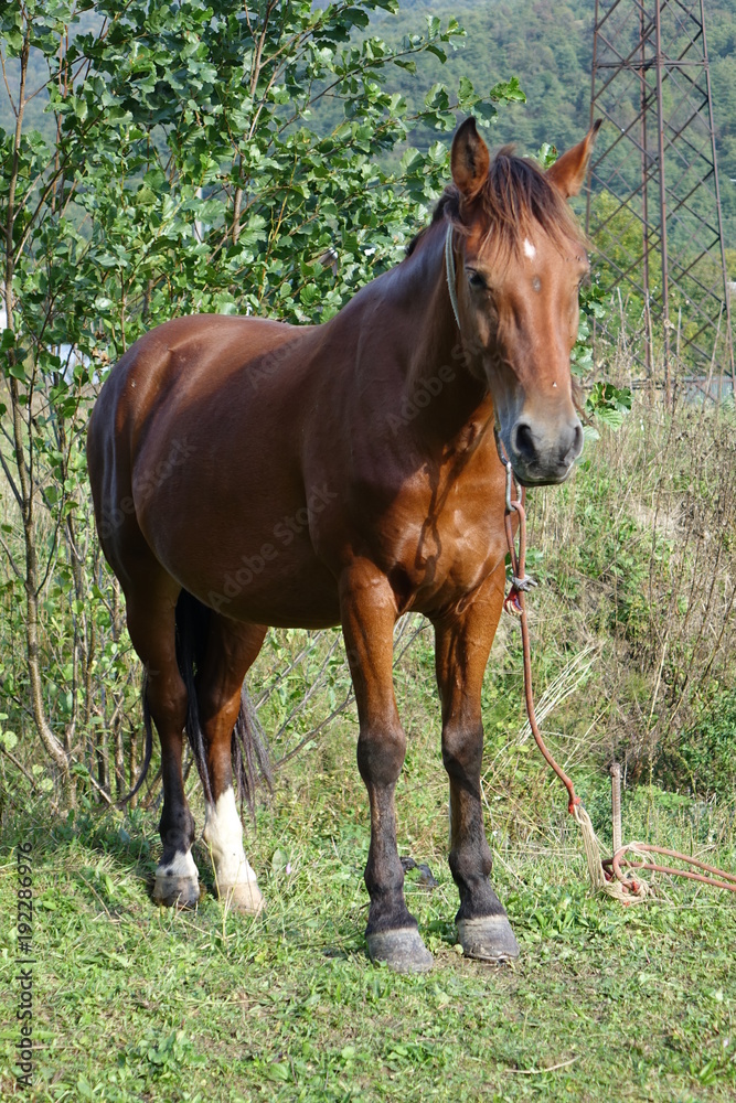 The Carpathian horse. Mountains of the Carpathians. Transcarpathia The Carpathian horse. Mountains of the Carpathians. Transcarpathia