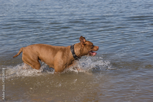 Pit bull running by the sea. Black leather collar with spike studs
