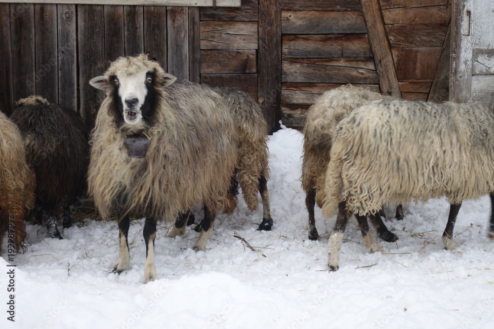 Fototapeta premium Sheep in the winter near the barn. Transcarpathia