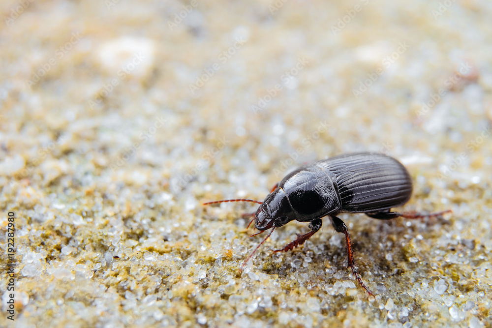 Bread grains ground beetle on the sand (Zabrus gibbus, Zabrus tenebrioides). Insect in the wildlife. Limited depth of field.