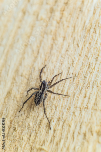 Fiddleback spider, Violin spider or Brown hermit spider (Loxosceles reclusa). Poisonous arthropod on a wooden surface. Wildlife with selective focus.
