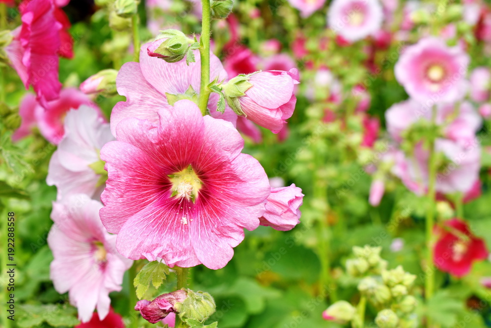 Pink, red and ultraviolet Hollyhock Althaea rosea or Alcea rosea, close up blurred background, beauty colorful in summer garden, environmentally friendly concept Pink, red and ultraviolet Hollyhock Althaea rosea or Alcea rosea, close up blurred background, beauty colorful in summer garden, environmentally friendly concept