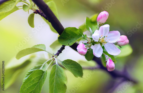 Flowers of an apple tree in spring on a nature outdoors macro. Colorful bright artistic image.