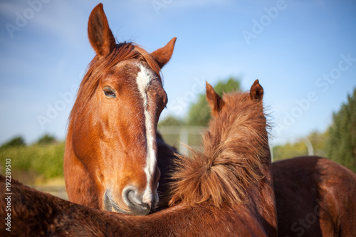 Fototapeta Naklejka Na Ścianę i Meble -  Mutual grooming in chestnut horses. Affectionate social animal behviour
