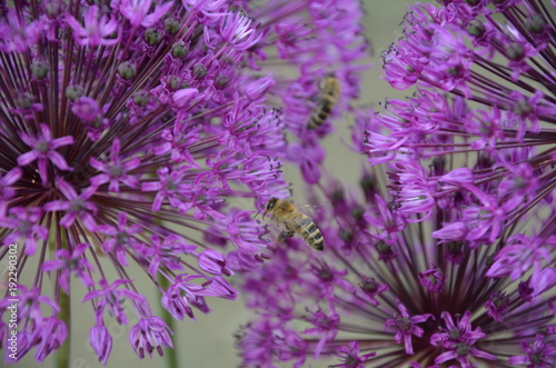 Zierlauch  Allium  Bienen sammeln Nektar