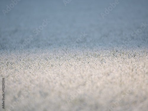 Frozen grass cold morning close up  blur bokeh