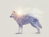 Double exposure with an arctic wolf