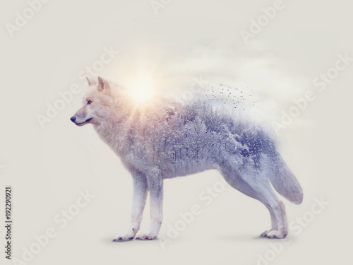 Double exposure with an arctic wolf