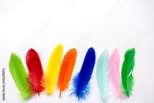colored feather isolated on white background © maxybn