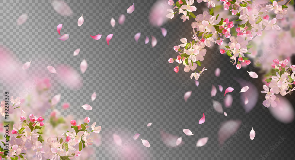 Fototapeta premium Spring Cherry Blossom
