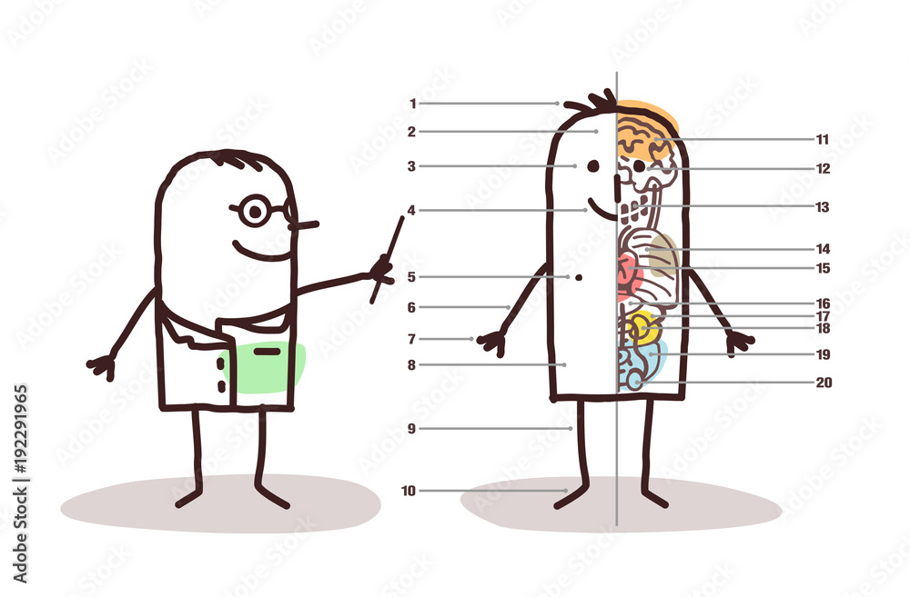 Cartoon Doctor and Male Anatomy 
