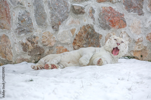 Fototapeta Naklejka Na Ścianę i Meble -  White tiger laying at zoo on snowy day in front of old rocky wall