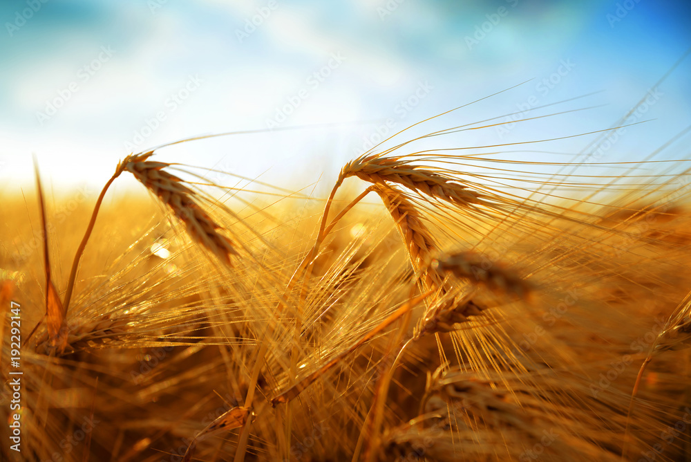 Golden barley field at sunset.Rural scene with ripening ears under sunlight. Agricultural crop. Golden barley field at sunset.Rural scene with ripening ears under sunlight. Agricultural crop.