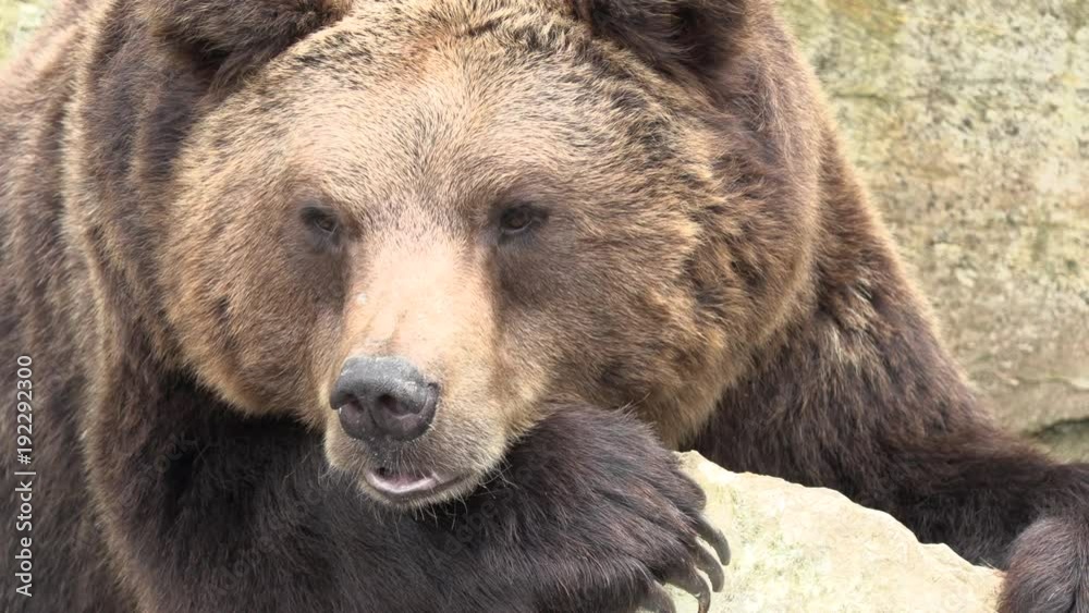 brown bear sniffing for strange odors_1 brown bear sniffing for strange odors_1
