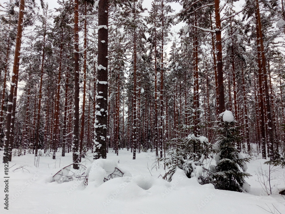 Spaziergang im verschneiten Dalarna,Schweden