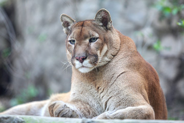 Keuken achterwand Poema Bored mountain lion laying on rocky pedestal in zoo  © Nebojsa