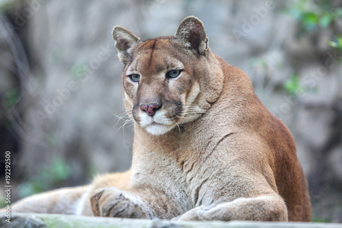 Bored mountain lion laying on rocky pedestal in zoo