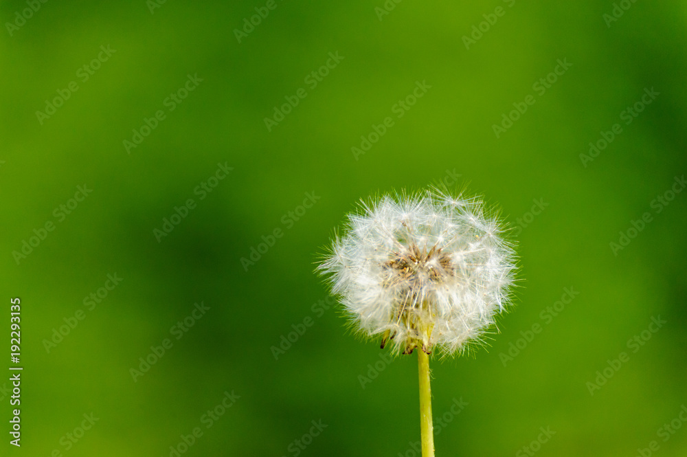 Fototapeta premium Löwenzahn, Taraxacum sect. Ruderalia, Pusteblume vor unscharfem grünen Hintergrund