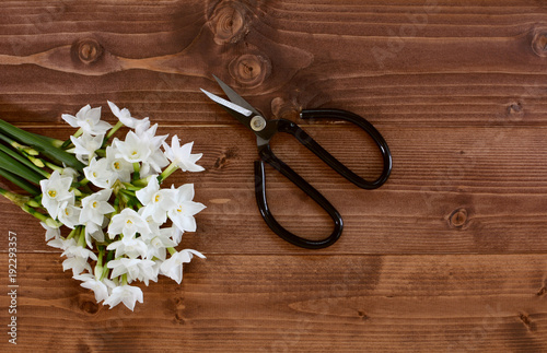 White narcissus flowers with scissors on a wooden background
