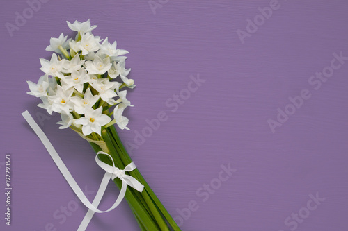 White narcissus blooms tied with ribbon on purple background