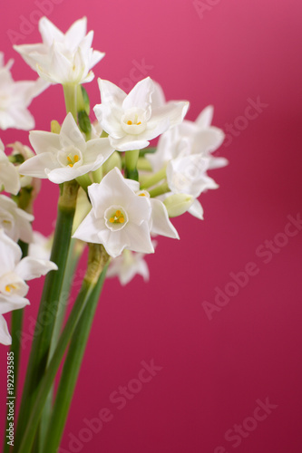 Fototapeta Naklejka Na Ścianę i Meble -  Blooming white narcissus against pink background