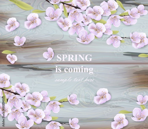 Cherry flower branches on wooden background. Spring Vector cards