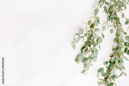 Flat lay flower concept. Eucalyptus branch isolated on white background. Top view.