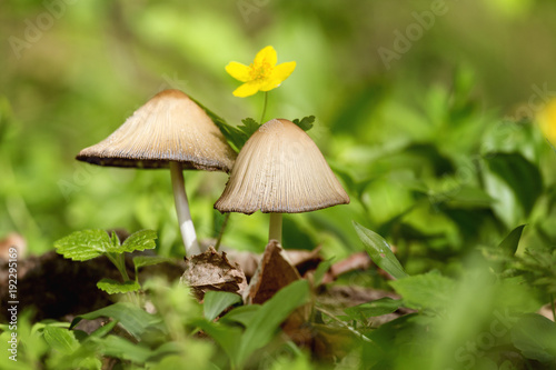 Beautiful mushrooms in the forest with a yellow flower behind. Mushroom in the grass. Beautiful nature. 