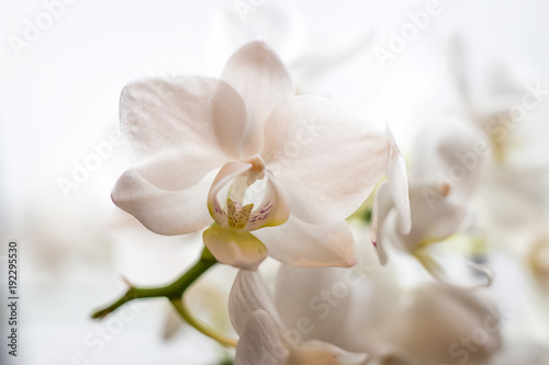 Orchid in bloom © Ne_Tatiana