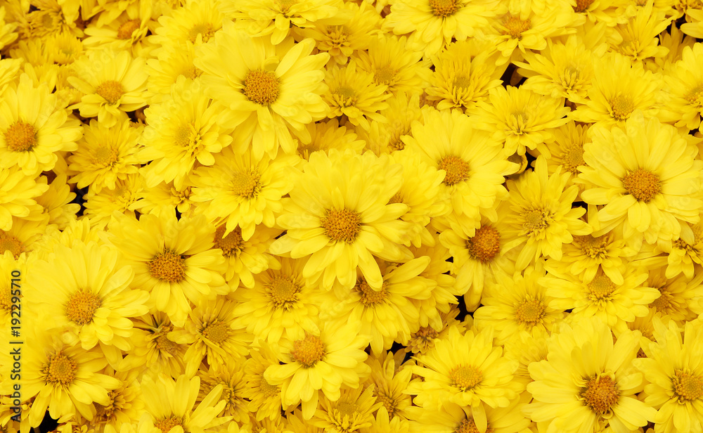 Obraz premium Piękny tło mniszek, żółte kwiaty kwitną w ogrodzie.
