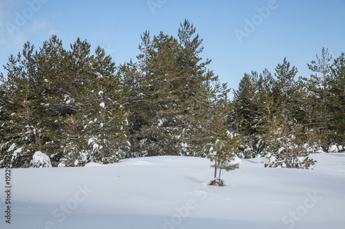 Snow on the needles of pine tree in the wood in winter - Volcano Etna Park, Sicily