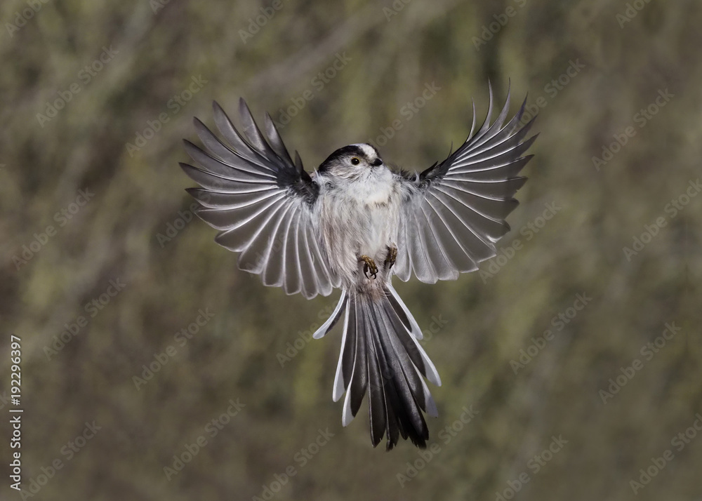 Fototapeta premium Sikora długoogonowa, Aegithalos caudatus,