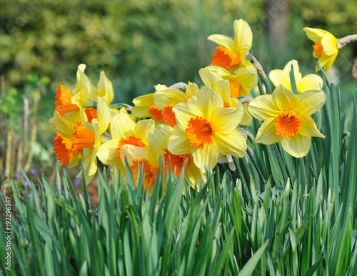 close on beautiful daffodils in garden
