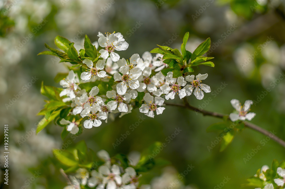 Frueh Jahr Bluete im Garten Lenz Mirabelle Frueh Jahr Bluete im Garten Lenz Mirabelle