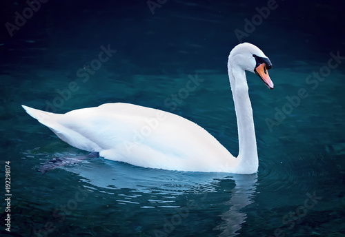 Adult swan in the lake