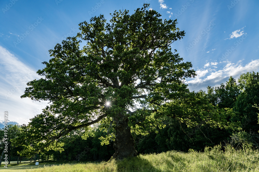 Old and knotty oak tree with sunlight passing through the branches Old and knotty oak tree with sunlight passing through the branches