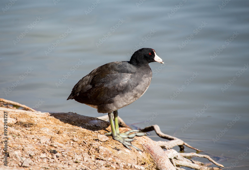 American Duck with White Beak and Green Feet American Duck with White Beak and Green Feet