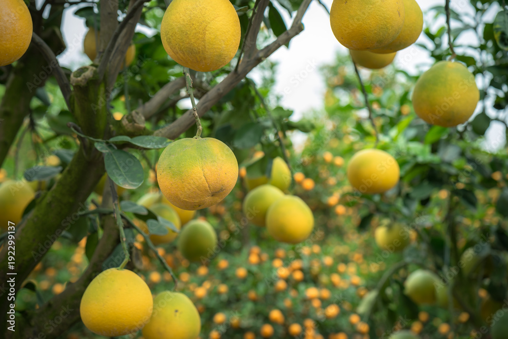 Ripe and green pomelo fruit tree in the garden. Ripe and green pomelo fruit tree in the garden.