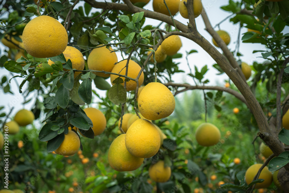 Ripe and green pomelo fruit tree in the garden. Ripe and green pomelo fruit tree in the garden.