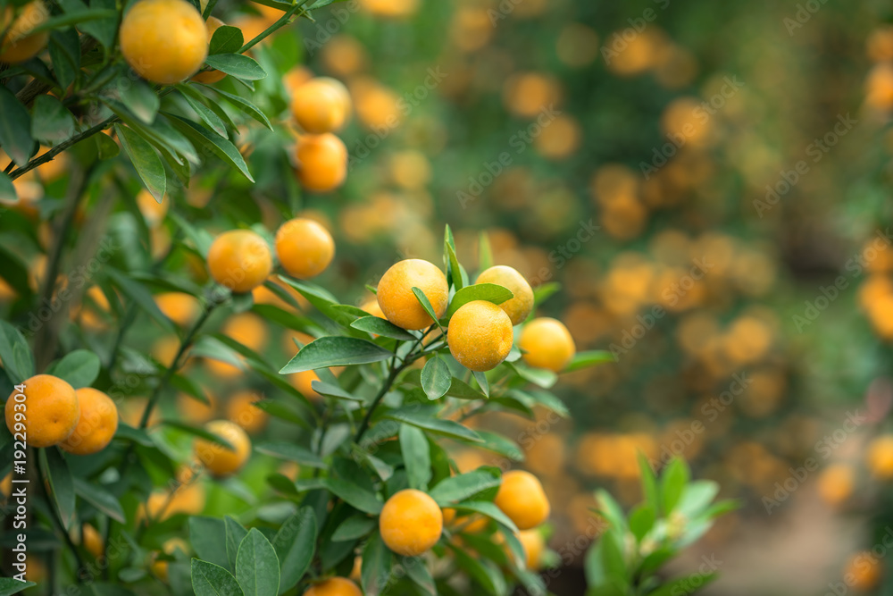 Kumquat tree. Together with Peach blossom tree, Kumquat is one of 2 must have trees in Vietnamese Lunar New Year holiday in north. Kumquat tree. Together with Peach blossom tree, Kumquat is one of 2 must have trees in Vietnamese Lunar New Year holiday in north.