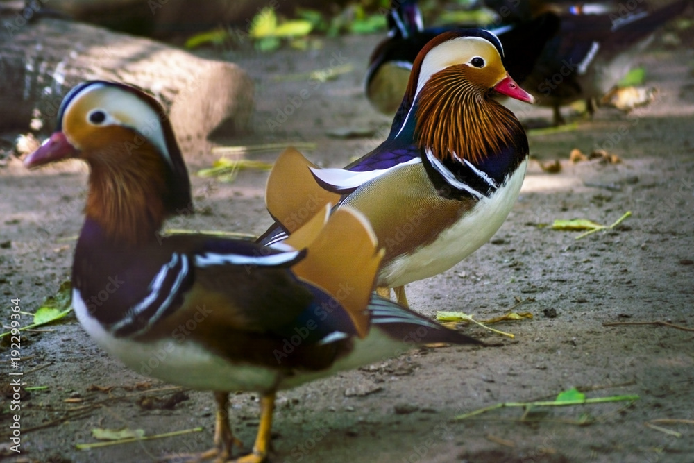 duck-mandarin two males on a dark background duck-mandarin two males on a dark background