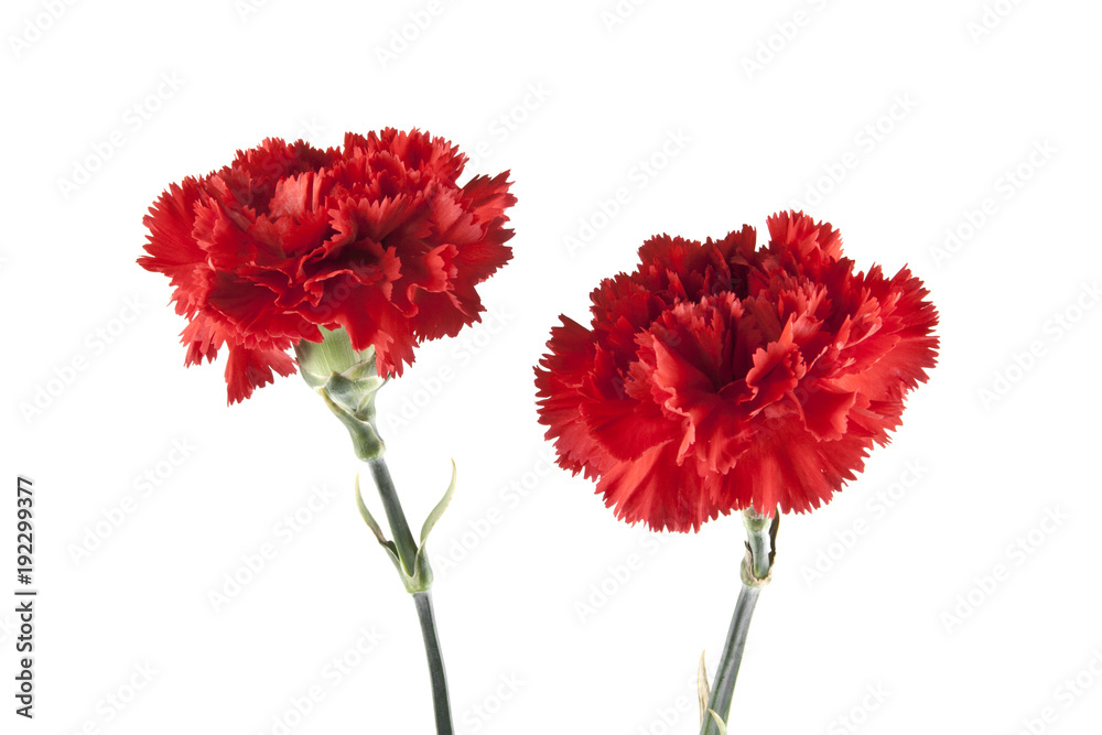 red carnation isolated on white background