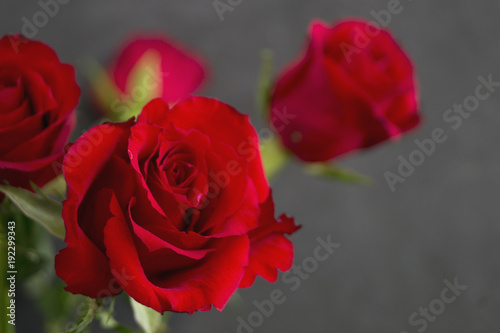 Red roses on a gray background.