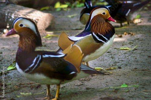 duck-mandarin two males on a dark background