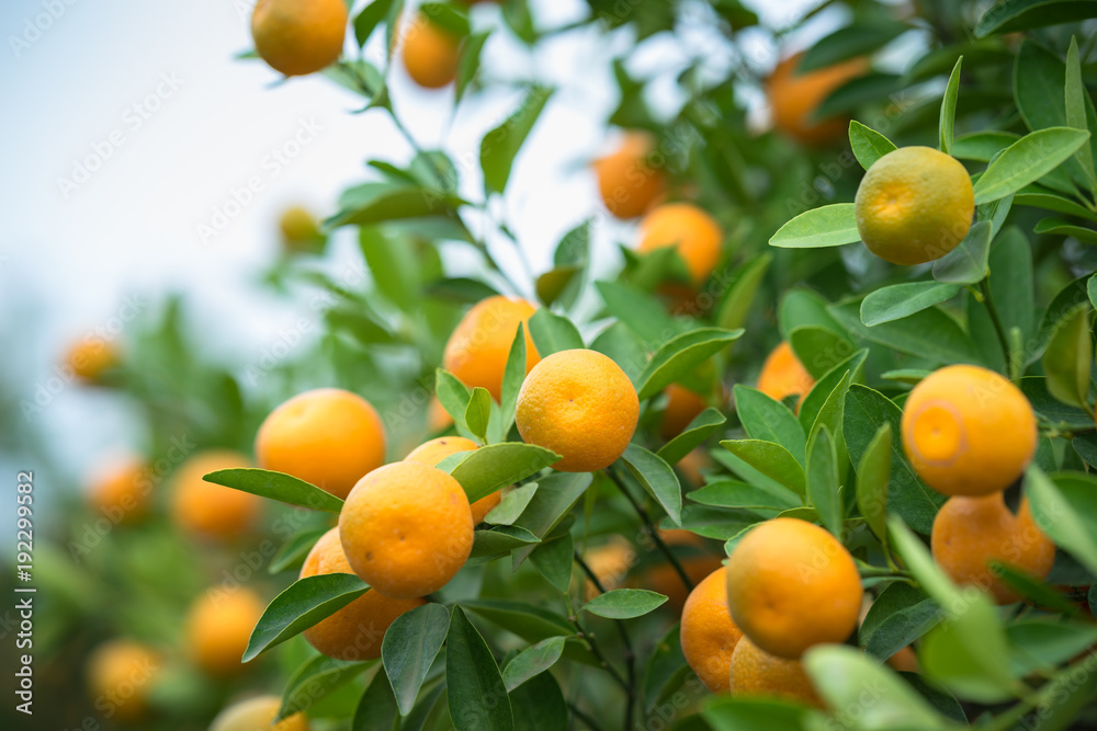 Kumquat tree. Together with Peach blossom tree, Kumquat is one of 2 must have trees in Vietnamese Lunar New Year holiday in north. Kumquat tree. Together with Peach blossom tree, Kumquat is one of 2 must have trees in Vietnamese Lunar New Year holiday in north.